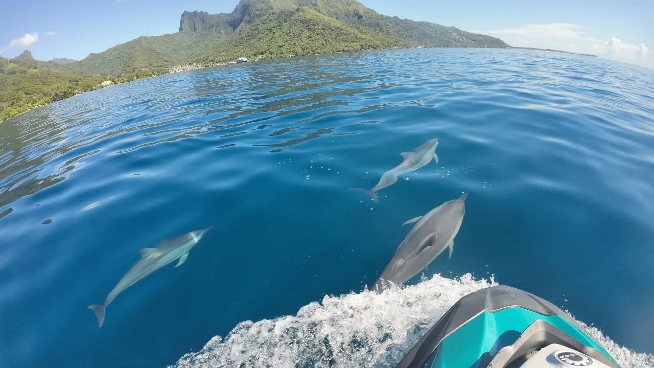 Dauphins bord de bateau